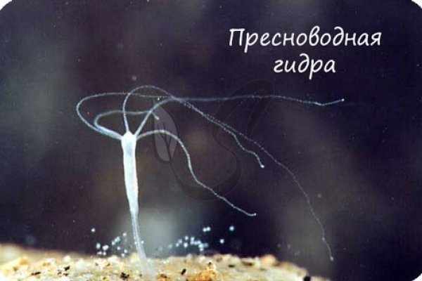 Как вернуть аккаунт кракен