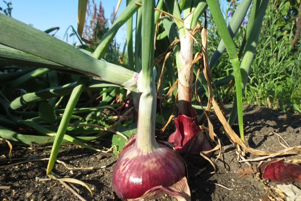 Kraken рабочая ссылка onion