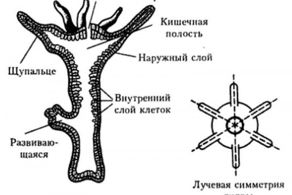 Что за кракен маркет