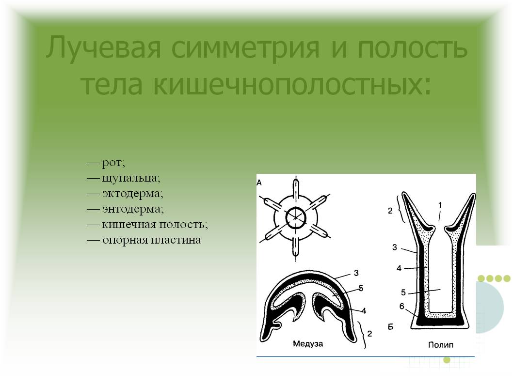 Kraken 14at