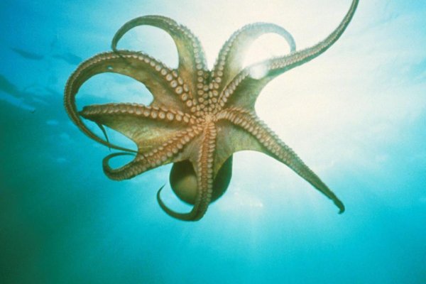 Kraken 12 at