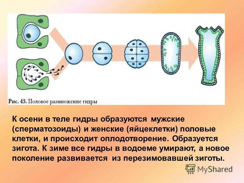 Кракен тор ссылка онлайн
