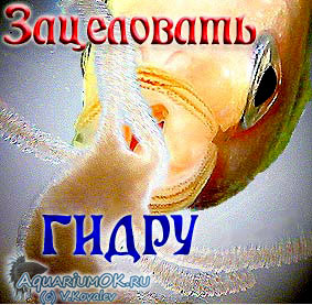 Как войти в супернет